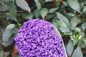 Hoạt động ngoại khóa " Trải nghiệm làm bánh trôi nước"